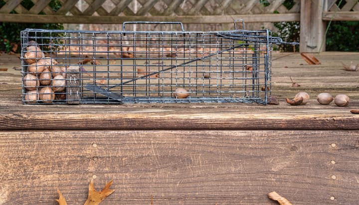 Professional-Wildlife-Control in Fargo
