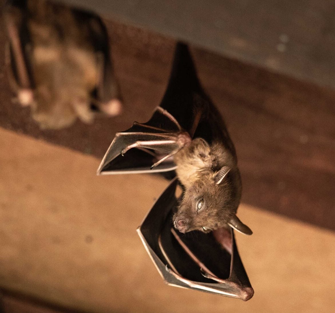 Wildlife-Bats in Fargo